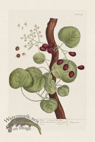 (image for) BEE 389 The Indian Berry Tree