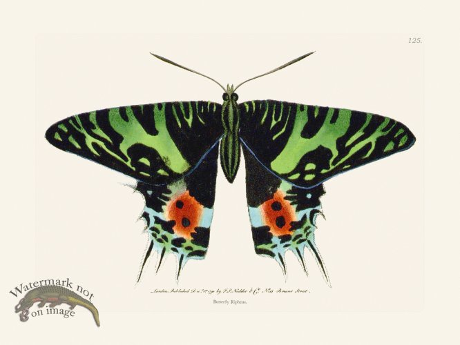 (image for) 125 Butterfly Ripheus