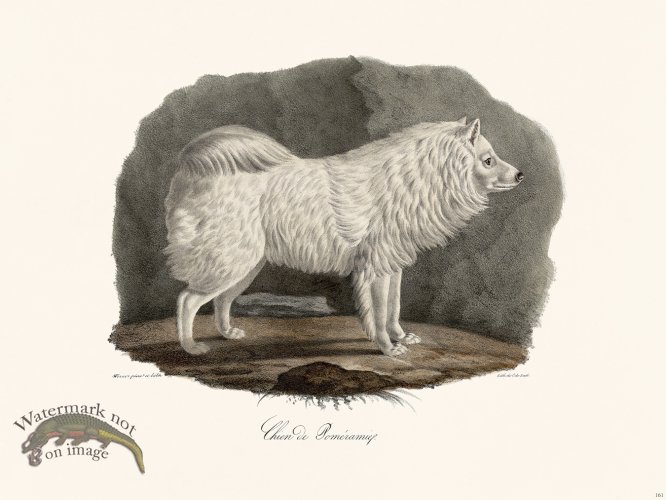 Cuvier 161 Pomeranian Dog