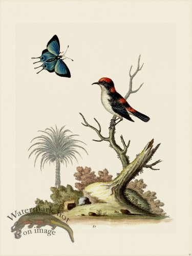 (image for) Edwards 081 Lil Indian Creeper