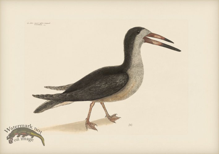 (image for) 090 Cutwater