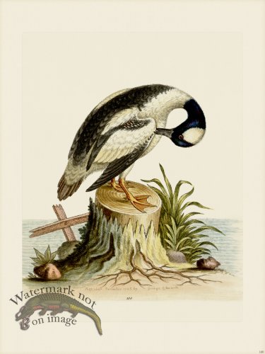 (image for) Edwards 100 Little Black and White Duck