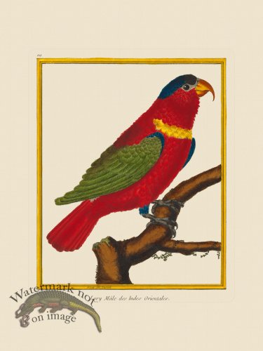 (image for) Martinet Bird 119