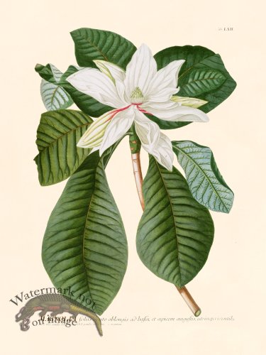 (image for) Trew Botanical 62