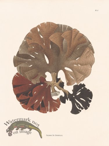 (image for) Oceanie 08