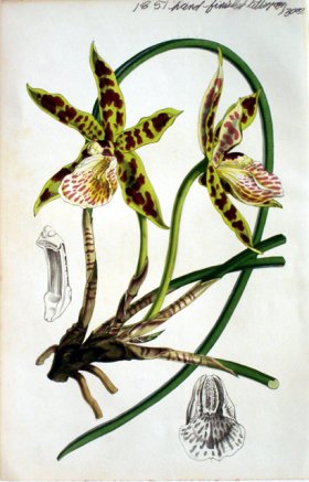 (image for) Botanical
