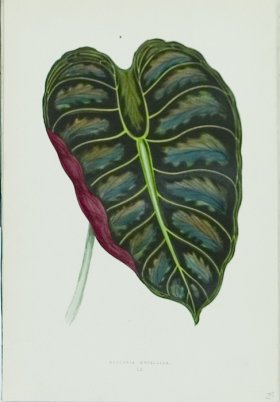 (image for) Lowes Leaves 10