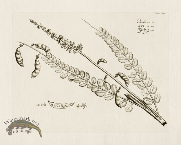 (image for) HORTUS VOl 06 06