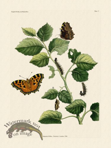 (image for) Wilkes Butterflies 007