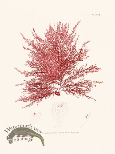 (image for) Bradbury Seaweed 122