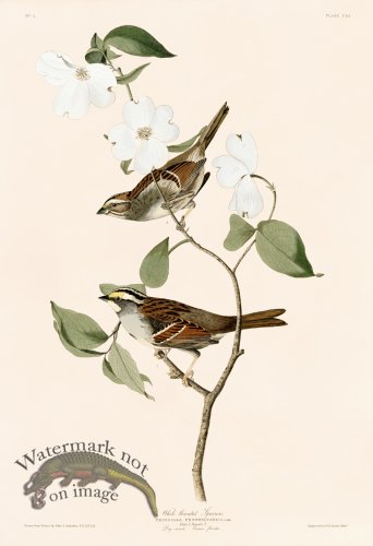 (image for) 008 White throated Sparrow