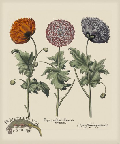 (image for) Besler 293 Colored B2