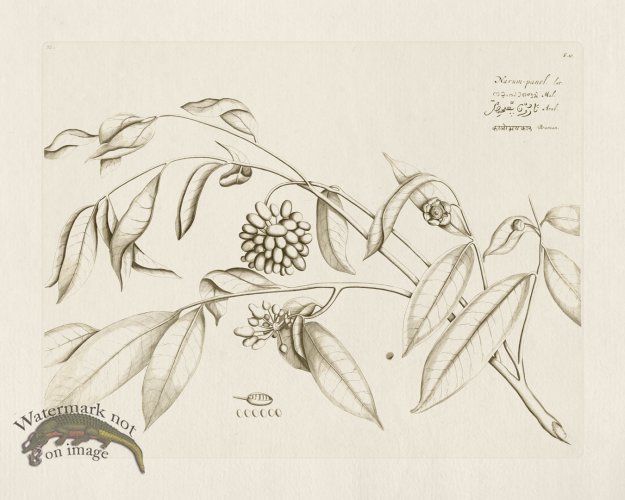 (image for) HORTUS VOL 02 10