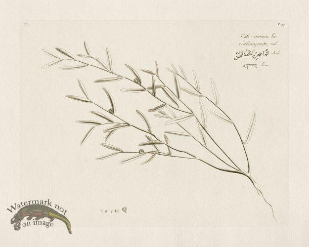 (image for) HORTUS VOL 02 34