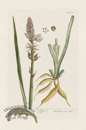 (image for) BEE 238 The true white Asphodel