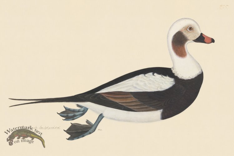 (image for) Rudbeck CFA 255 Long tail Duck M