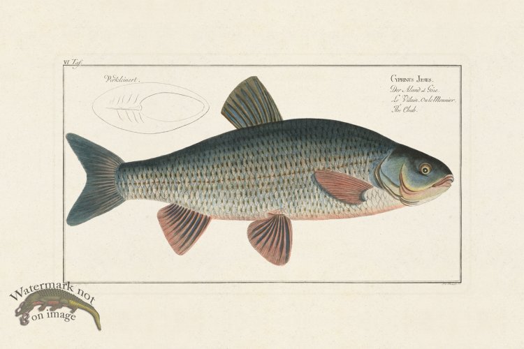 (image for) Bloch Fish 006