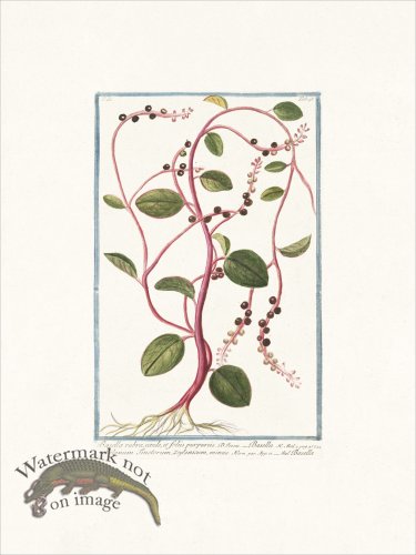 (image for) Bonelli 198 Ceylon spinach