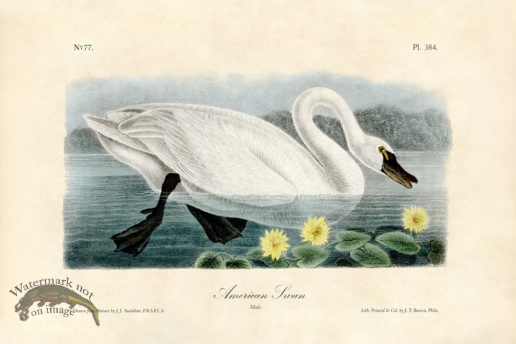 (image for) American Swan