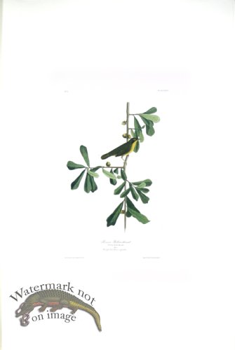 (image for) Roscoes Yellow Throat