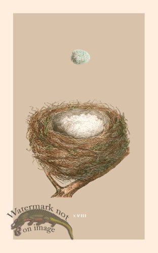 (image for) Morris Nest 18