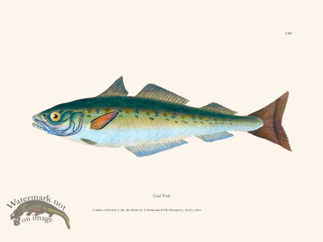 (image for) 110 Coal Fish