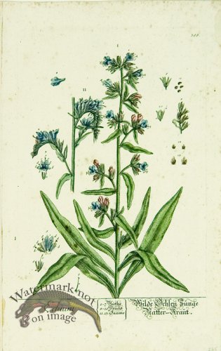 (image for) Blackwell German 040