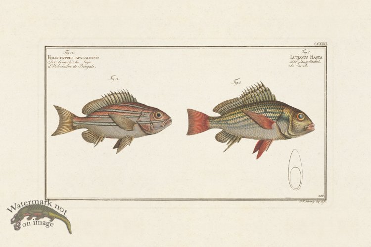 (image for) BLOCH FISH 246