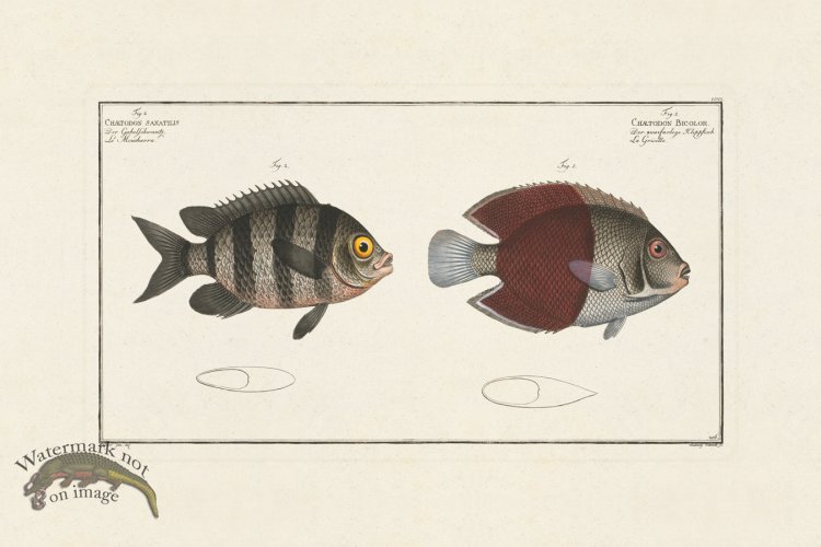 (image for) BLOCH FISH 206