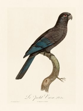 Barraband Parrot 082