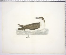 Mank's Petrel