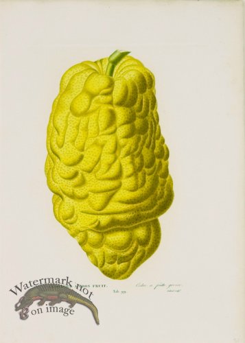 (image for) Poiteau Citrus 16