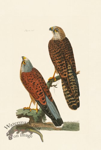 (image for) Pennant Zoology 119