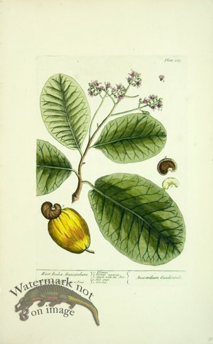 (image for) Blackwell E 07