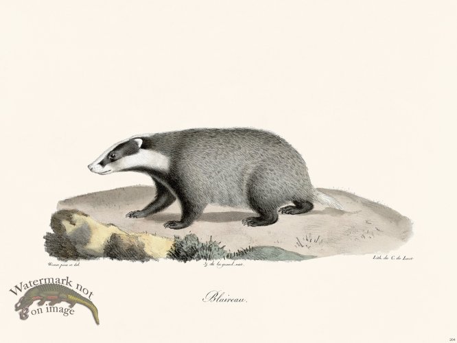 (image for) Cuvier 204 Badger