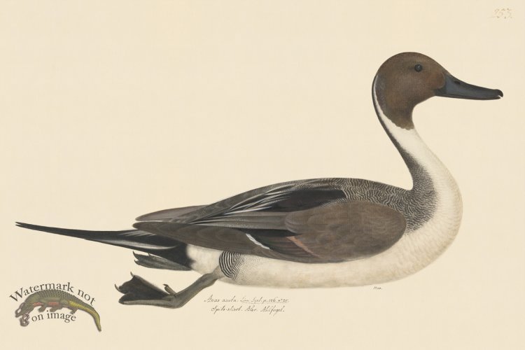 (image for) Rudbeck CFA 253 Northern Pintail