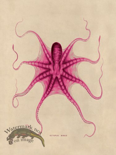 (image for) Octopus Pink 22