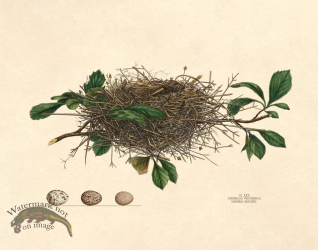 (image for) Eggs of Ohio 022