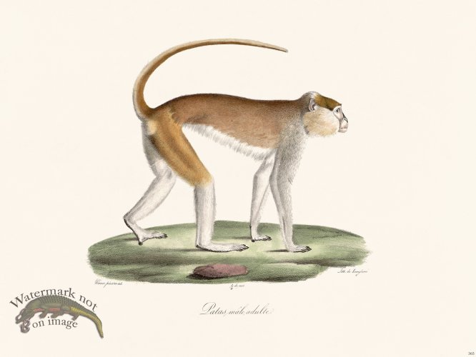 (image for) Cuvier 365 Adult Male Latas