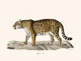 Cuvier 096 Male Jaguar