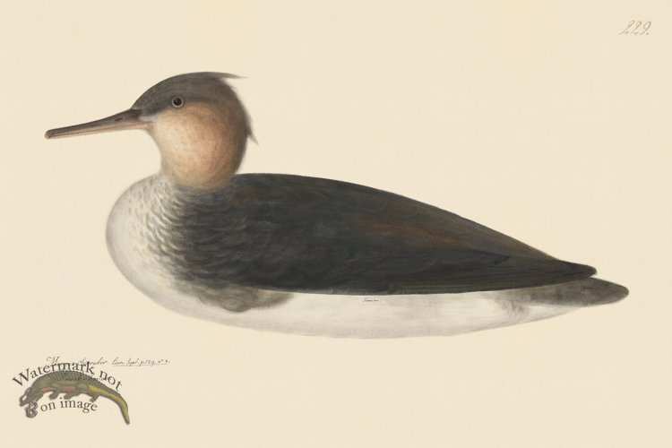 (image for) Rudbeck CFA 229 Red Breasted Merganser