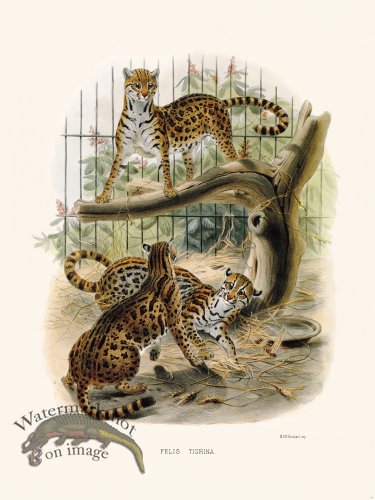 (image for) Elliot Cat 19 at Tiger