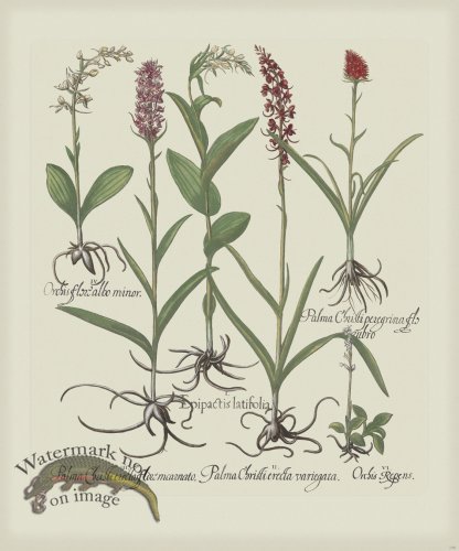 (image for) Besler 196 Colored B2