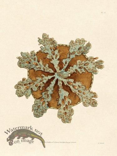 (image for) Shaw Nodder SL 13