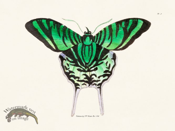 (image for) Nodder BF 02