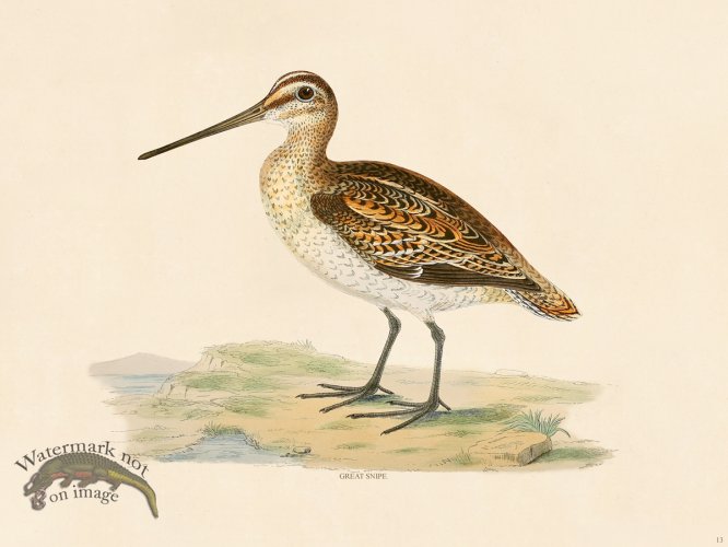 (image for) 13 BGB Great Snipe