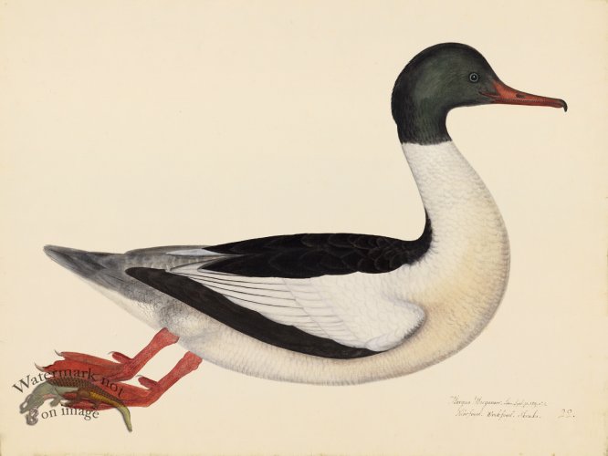 GOOSANDER, MALE . PL 22