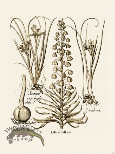 (image for) Besler 083 B1