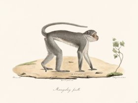 Cuvier 353 Female Mangabey