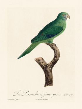 Barraband Parrot 067